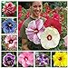 Photo 100+ Pcs Mixed Hibiscus Seeds Giant Flowers Perennial Flower - Ships from Iowa, USA new bestseller 2024-2023