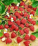 Seeds4planting - Seeds Alpine Strawberry Red Baron Solemaher Everbearing Climbing Fruits Non GMO Photo, bestseller 2024-2023 new, best price $8.94 review