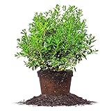 Needlepoint Holly - Size: 1 Gallon, Live Plant, Includes Special Blend Fertilizer & Planting Guide Photo, bestseller 2024-2023 new, best price $27.25 review
