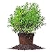Photo Needlepoint Holly - Size: 1 Gallon, Live Plant, Includes Special Blend Fertilizer & Planting Guide new bestseller 2024-2023