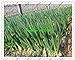 Foto fistulosum 500pcs Allium, en macetas semillas de cebolla china, cebolla de verdeo Semillas -Cuatro Vegetable Seeds temporada de siembra para jardín nuevo éxito de ventas 2024-2023