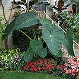 Live Bulbs Colocasia gigantea Thailand Giant Thai Giant Elephant Ear Huge Leaf (3 Bulbs) Photo, bestseller 2024-2023 new, best price $19.19 ($6.40 / Count) review