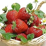 AUTFIT 100pcs Große Erdbeere Same Kletter-Erdbeere Samen Erdbeer-Samen Garten Erdbeer-Bio-Samen Erdbeeren im Garten Foto, Bestseller 2024-2023 neu, bester Preis 2,99 € Rezension