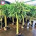 Photo 40pcs graines de bambou style chinois Intérieur frais Moso Bambou Bonsai Graines Arbre Graines bricolage jardin plantation en pot Facile à cultiver nouveau best-seller 2022-2021