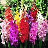 Mixed Gladiolus Flower Bulbs - 50 Bulbs Assorted Colors Photo, bestseller 2024-2023 new, best price $24.99 review