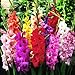 Photo Mixed Gladiolus Flower Bulbs - 50 Bulbs Assorted Colors new bestseller 2024-2023
