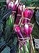 Foto Zwiebel 'Lange Rote von Florenz' (Allium cepa) 500 Samen Zipolle Lauchzwiebel neu Bestseller 2024-2023