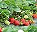 Photo Strawberry Seeds 250 PCS for Planting in Pots Non GMO new bestseller 2024-2023