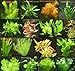 Foto 7 Bund - ca. 45 Wasserpflanzen + Dünger, gegen Algenwachstum, leichte Pflege, Bunte Farben - Mühlan neu Bestseller 2024-2023