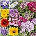 Photo Seed Needs, Butterfly Attracting All Perennial Wildflower Mixture, 30,000 Seeds Bulk Package (99% Pure Live Seed) new bestseller 2024-2023