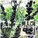 Foto Semillas de plantas ornamentales Plinia cauliflora Semillas 100 piezas de fruta familia Myrtaceae Jabuticaba Novel planta brasileña semillas de árboles de uva nuevo éxito de ventas 2024-2023