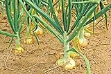 Vidalia Sweet Onion Seeds Organic Non-GMO 110/170 Days Spring/Fall Garden rsc2a1r (200+ Seeds) Photo, bestseller 2024-2023 new, best price $9.99 review