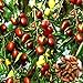 Foto Azufaifo semillas, 1 bolsa de semillas de azufaifo dulce fresco Ligera Natural Friut Semilla Granja Decoración nuevo éxito de ventas 2024-2023