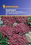 Sperli Blumensamen Steinkraut Alyssum, violett, grün Foto, Bestseller 2024-2023 neu, bester Preis 2,01 € Rezension