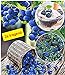 Foto BALDUR Garten Heidelbeeren 'Hortblue', 1 Pflanze Vaccinium, Blaubeeren Heidelbeeren Pflanze, Hortblue Petite 2X tragend neu Bestseller 2024-2023
