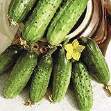 Seeds Cucumber Parisian Gherkin Pickling Heirloom Vegetable for Planting Non GMO Photo, bestseller 2024-2023 new, best price $6.99 review
