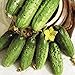 Photo Seeds Cucumber Parisian Gherkin Pickling Heirloom Vegetable for Planting Non GMO new bestseller 2024-2023