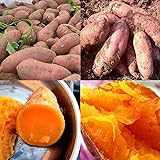 Sweet Potato Seeds Photo, bestseller 2024-2023 new, best price $11.99 review