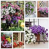 Petunia Seeds80000+Pcs 'Colour-Themed Collection'(Rainbow Colors) Perennial Flower Mix Seeds,Flowers All Summer Long,Hanging Flower Seeds Ideal for Pot Photo, bestseller 2024-2023 new, best price $10.88 review