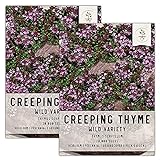 Seed Needs, Wild Creeping Thyme (Thymus serpyllum) Twin Pack of 20,000 Seeds Each Photo, bestseller 2024-2023 new, best price $13.99 ($0.00 / Count) review