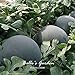 Foto 10pcs gigante Ronda Negro sandía Semillas de frutas de semilla de melón dulce Agua 25 libras jardín de DIY DIY Bonsai semillas de plantas nuevo éxito de ventas 2024-2023