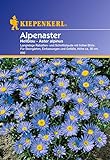 Sperli Blumensamen Alpenaster hellblau, grün Foto, Bestseller 2024-2023 neu, bester Preis 1,86 € Rezension