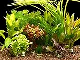 Zoomeister - 5 Verschiedene Bund Wasserpflanzen, ca. 35 Einzelpflanzen gegen Algen Foto, Bestseller 2024-2023 neu, bester Preis 12,99 € (2,60 € / stück) Rezension