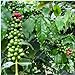 Foto Las nuevas 20 PC/bolsa de granos de café fresco de semillas de cosecha propia planta de frijol de cacao Semillas genuino para la venta nuevo éxito de ventas 2024-2023