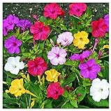 80 Mixed Four O'Clock Seeds - Tender Perennial That Reseeds Easily Photo, bestseller 2024-2023 new, best price $9.99 ($0.12 / Count) review