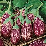 David's Garden Seeds Eggplant Shooting Stars 1315 (Purple) 50 Non-GMO, Heirloom Seeds Photo, bestseller 2024-2023 new, best price $4.45 review