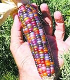 Vegetable Seeds 20 dulce Rainbow maíz semillas coloridas Healty maíz en grano Cereales Sementes 95% + de germinación en la granja Jardín Bonasai púrpura Foto, éxito de ventas 2024-2023 nuevo, mejor precio 14,99 € revisión