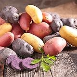 Organic US Grown Potato Medley Mix - 10 Seed Potatoes Mixed Colors Red, Purple and Yellow from Easy to Grow Bulbs TM Photo, bestseller 2024-2023 new, best price $13.99 review