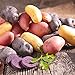 Photo Organic US Grown Potato Medley Mix - 10 Seed Potatoes Mixed Colors Red, Purple and Yellow from Easy to Grow Bulbs TM new bestseller 2023-2022