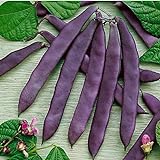 David's Garden Seeds Bean Pole Dow Purple Podded 9975 (Purple) 50 Non-GMO, Open Pollinated Seeds Photo, bestseller 2024-2023 new, best price $4.45 review