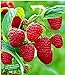 Foto BALDUR Garten Rote Himbeeren TwoTimer® Sugana®, 3 Himbeerpflanzen, Rubus idaeus neu Bestseller 2024-2023