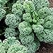 Foto 100 unids Curly Kale Semillas, Home Garden Backyard Farm Nutrited Vegetable Plant For Planting Garden Yard al Aire Libre 1 Semillas de Col rizada nuevo éxito de ventas 2024-2023