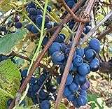 Concord Grape Seeds (Vitis labrusca 'Concord') 10+ Organic Michigan Concord Grape Vine Seeds in FROZEN SEED CAPSULES for The Gardener & Rare Seeds Collector - Plant Seeds Now or Save Seeds for Years Photo, bestseller 2024-2023 new, best price $14.95 review