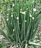 100 Winterheckenzwiebel Samen, Allium fistulosum, Welsh Onion, mehrjährig,winterhart Foto, Bestseller 2024-2023 neu, bester Preis 3,99 € Rezension