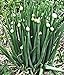 Foto 100 Winterheckenzwiebel Samen, Allium fistulosum, Welsh Onion, mehrjährig,winterhart neu Bestseller 2024-2023