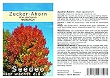 Seedeo® Zucker-Ahorn (Acer saccharum) 20 Samen Foto, Bestseller 2024-2023 neu, bester Preis 3,50 € Rezension