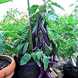Eggplant , Long Purple Eggplant Seeds, Heirloom, Non GMO, 50 Seeds, Garden Seed, Long Purple, Heirloom, Non GMO, 25+Seeds, Garden Seed Photo, bestseller 2024-2023 new, best price $2.29 ($0.09 / Count) review