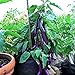 Photo Eggplant , Long Purple Eggplant Seeds, Heirloom, Non GMO, 50 Seeds, Garden Seed, Long Purple, Heirloom, Non GMO, 25+Seeds, Garden Seed new bestseller 2023-2022