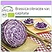 Foto SAFLAX - Ecológico - Col repollo - 250 semillas - Brassica oleracea nuevo éxito de ventas 2024-2023