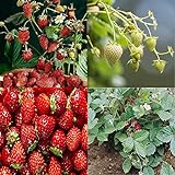 David's Garden Seeds Collection Set Fruit Strawberry 7449 (Red) 4 Varieties 200 Non-GMO Seeds Photo, bestseller 2024-2023 new, best price $16.95 ($4.24 / Count) review