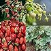 Photo David's Garden Seeds Collection Set Fruit Strawberry 7449 (Red) 4 Varieties 200 Non-GMO Seeds new bestseller 2024-2023