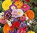 Photo Lot de 50 Graines fleurs en malange a couper jardin colorés fleurs + ou - cornues 40-60 cm semence nouveau best-seller 2024-2023