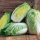 100+ Count Napa Michihili Heading Cabbage Seed, Heirloom, Non GMO Seed Tasty Healthy Veggie Photo, bestseller 2024-2023 new, best price $2.99 ($0.03 / Count) review