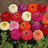 Outsidepride Zinnia Elegans Lilliput Flower Seed Mix - 1000 Seeds Photo, bestseller 2024-2023 new, best price $6.49 ($0.01 / Count) review