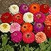 Photo Outsidepride Zinnia Elegans Lilliput Flower Seed Mix - 1000 Seeds new bestseller 2023-2022