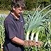 Photo Seeds4planting - Seeds Onion Leek Giant Vegetable Heirloom new bestseller 2023-2022